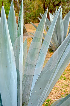 Blue agave in the place on the grass