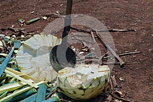 Blue Agave plant being harvested and cut, prepared for the production of Tequila