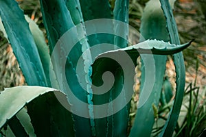 Blue agave plant leaves, thorns prickles. Cacti succulents backgrounds textures. photo