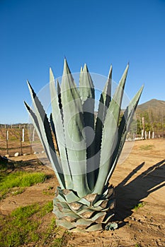 Blue agave plant in the Mexican landscape