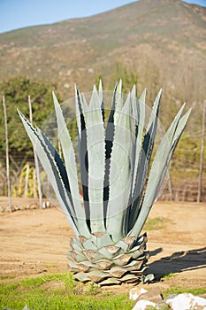 Blue agave plant in the Mexican landscape