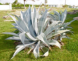 Blue Agave Plant