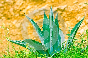 Blue Agave plant with sword like leaves
