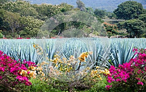 Blue Agave plants