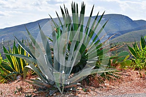 a blue agave plants close to other wild plants on an out of focus background. Wild vegetation and mountain concept