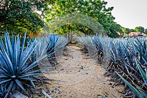 Blue agave plants in a row and some bright green trees in the background