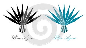 Blue agave or tequila agave plant. Agave logo design