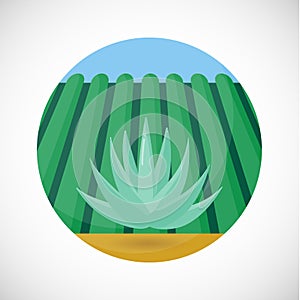 Blue agave vector flat icon