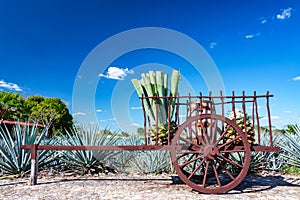 Blue Agave on a Wagon