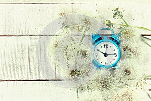 Blue alarm clock and fluffy white dandelions with seeds