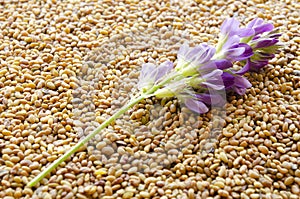 Blue alfalfa flower with seeds as a background. Medicago sativa. Alfalfa seeds and fresh alfalfa flowers. Blue alfalfa