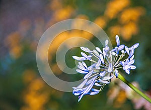 Blue alium flower photo
