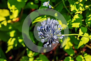 Blue Allium caeruleum or Blue globe onion in spring garden