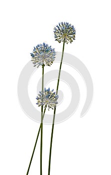 Blue Allium caesium flowers isolated