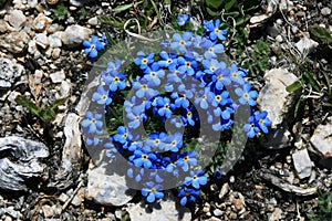 Blue alpine flowers