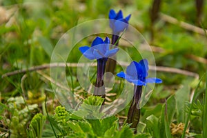 Modrý vysokohorský květiny 