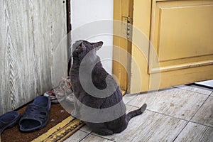 blue American Burmese cat asks to go outside sitting near the door