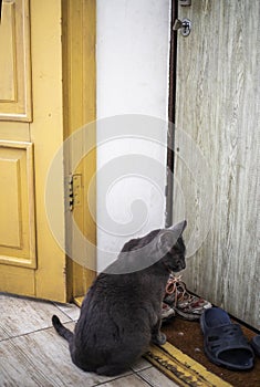 blue American Burmese cat asks to go outside sitting near door