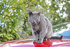 blue American Burmese cat sitting on the soot of a red car on