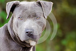 Blue American Pit Bull Terrier Dog Portrait