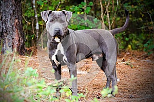 Blue American Pit Bull Terrier Dog Portrait