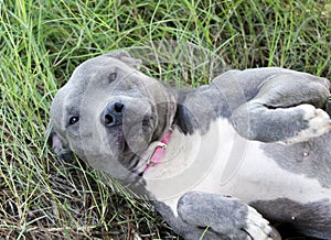 Blue American Pitbull Terrier dog laying on back
