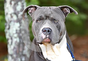 Blue American Pitbull Terrier dog on leash