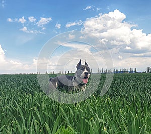 Blue American staffordshire terrier, amstaff, stafford on green grass in big field