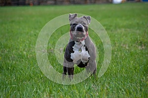 Blue American staffordshire terrier, amstaff, stafford pit bull big strong gray dog outdoor