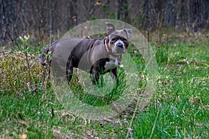 Blue American staffordshire terrier, amstaff, stafford pit bull big strong gray dog outdoor