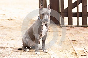 Blue American Staffordshire Terrier, gray color, cropped ears.