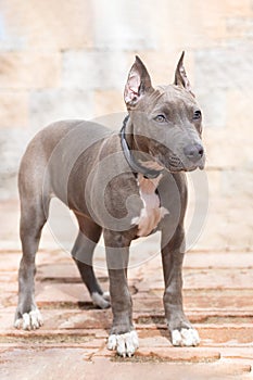 blue American Staffordshire Terrier, gray color, cropped ears. pedigree trained dog. training, obedience of grey amstaff puppy