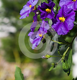 Blue anagallis flower