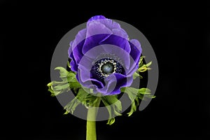 Blue anemone against black