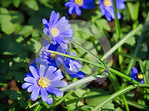 Blue Anemone Blanda Grecian Windflowers