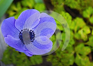 Blue anemone bokeh effects