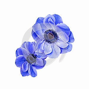 Blue anemone coronaria isolated