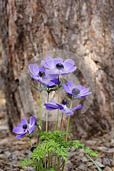 Blue anemone (coronaria or Mr. Fokker) photo