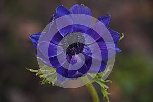 Blue anemone flower