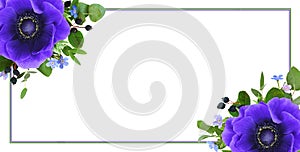 Blue anemone flower, forget-me-not and green leaves in corner floral arrangements with frame isolated on white