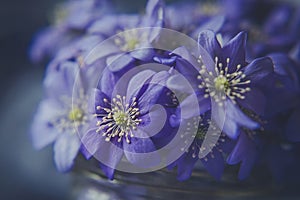 Blue Anemone hepatica flower