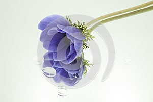 Blue anemone reflected in mirror horizontally with drops of water on white background