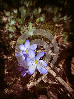 Blue anemones with blurred background