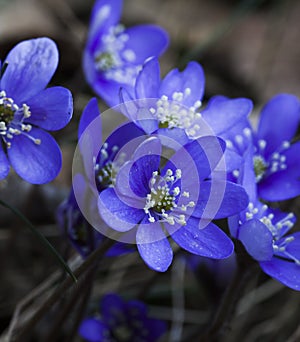 Blue anemones