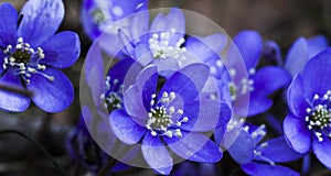 Blue anemones