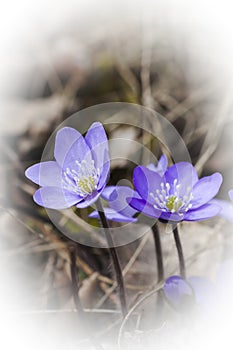 Blue anemones