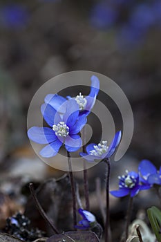 Blue anemones