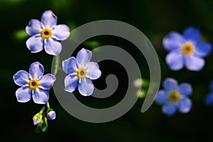 Blue angel's-eye flowers (Veronica chamaedrys)