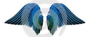 Blue angel wing photo