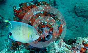 Blue Angelfish - Coral Reef